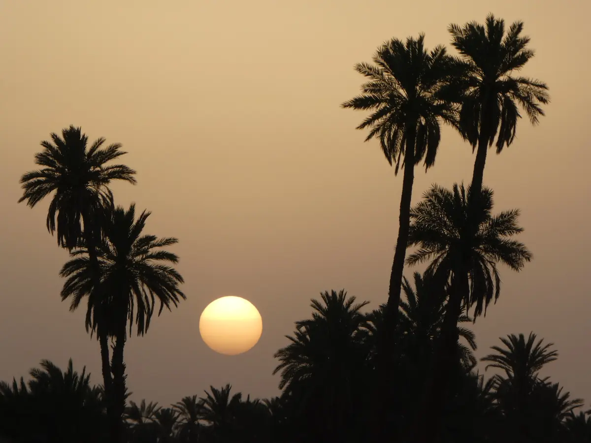 Siluetas de palmeras datileras en un oasis al atardecer en Marruecos
