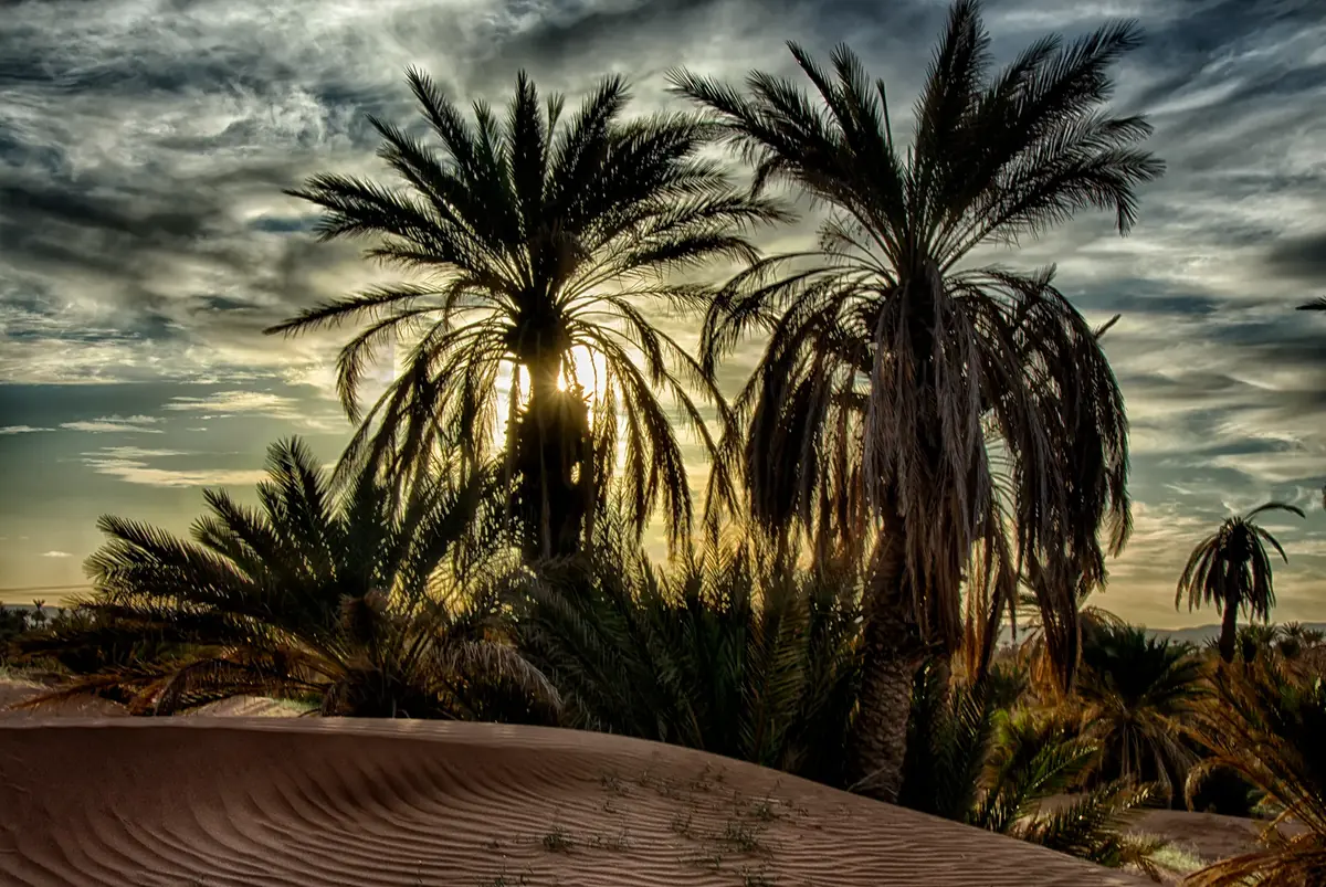 Palmiers dattiers à contre-jour au pied d'une dune dans le désert marocain