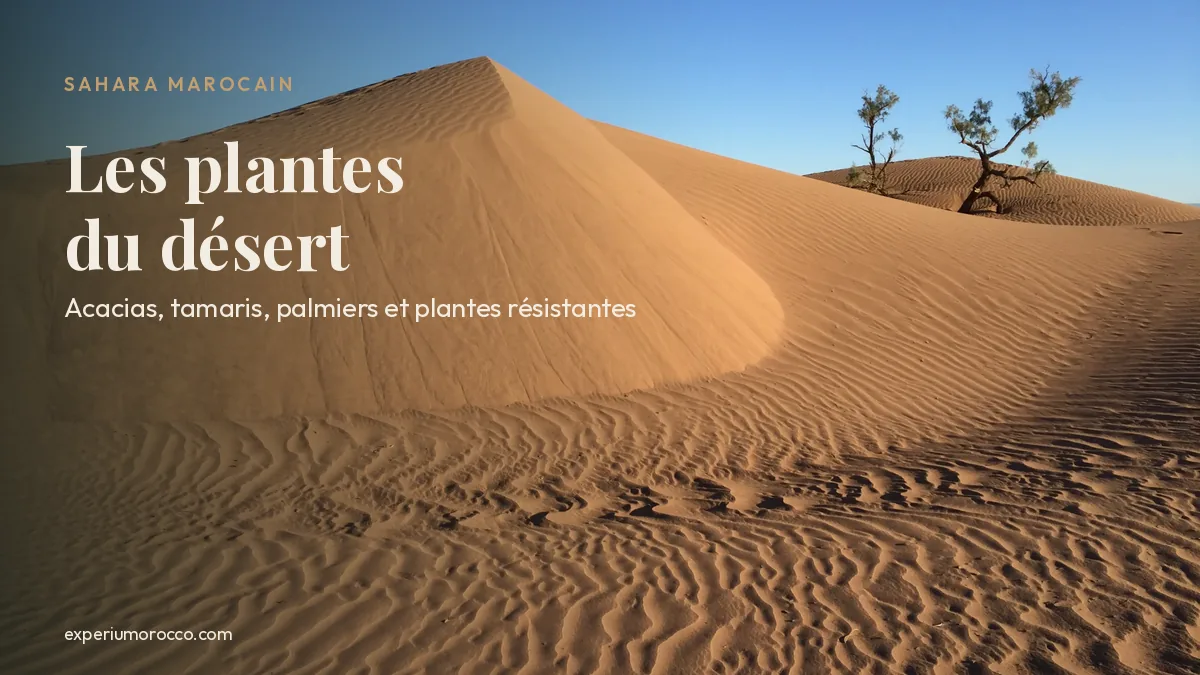 Dune et arbustes dans le désert du Sahara au Maroc