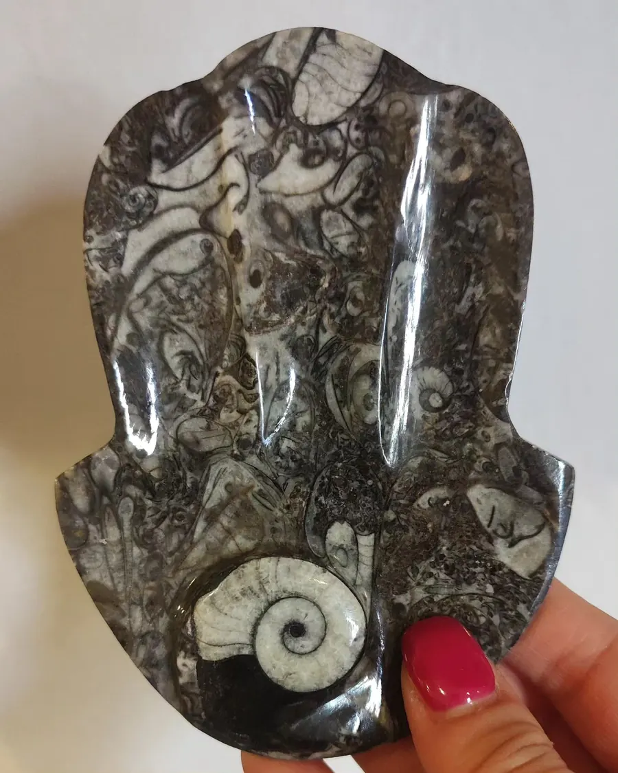 Plato tallado en caliza negra con un ammonoideo en espiral y ortocerátidos, Marruecos