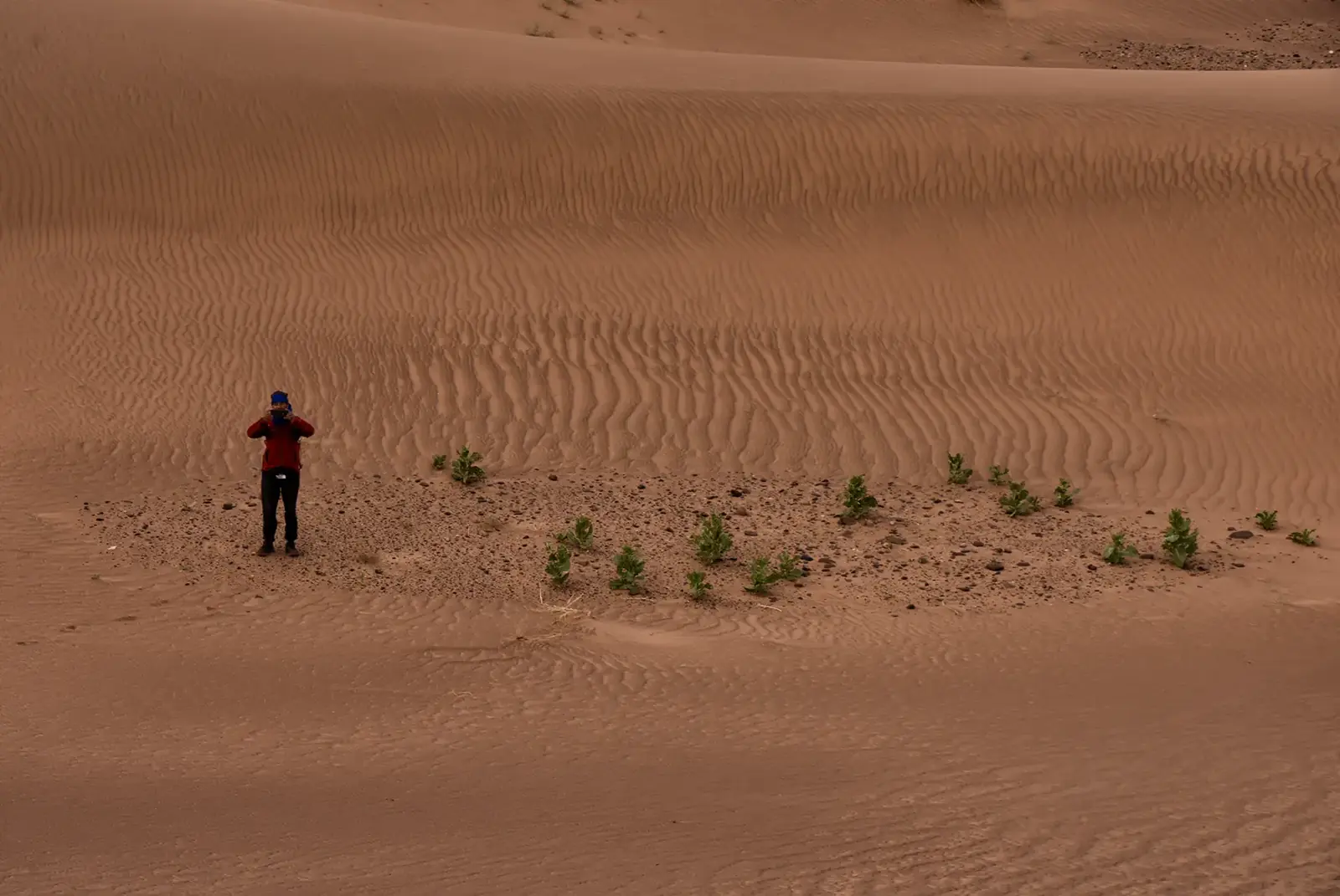 Randonneur sur une dune près d'une rangée de jeunes plantes sortant du sable dans le désert marocain