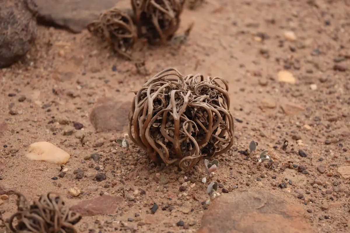 Planta seca enroscada en forma de bola sobre la grava del desierto de Marruecos