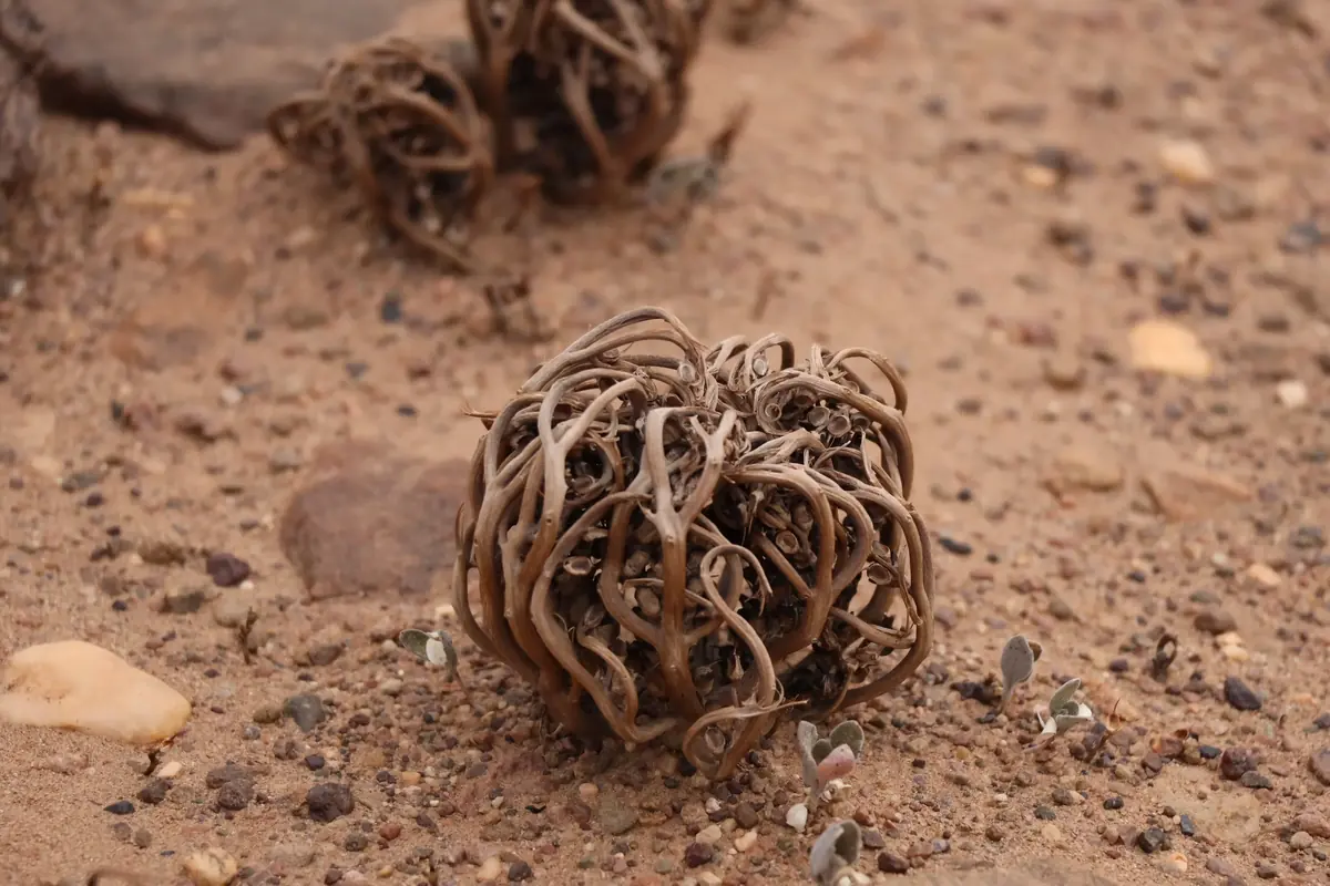 Plante séchée enroulée en boule sur le gravier du désert marocain