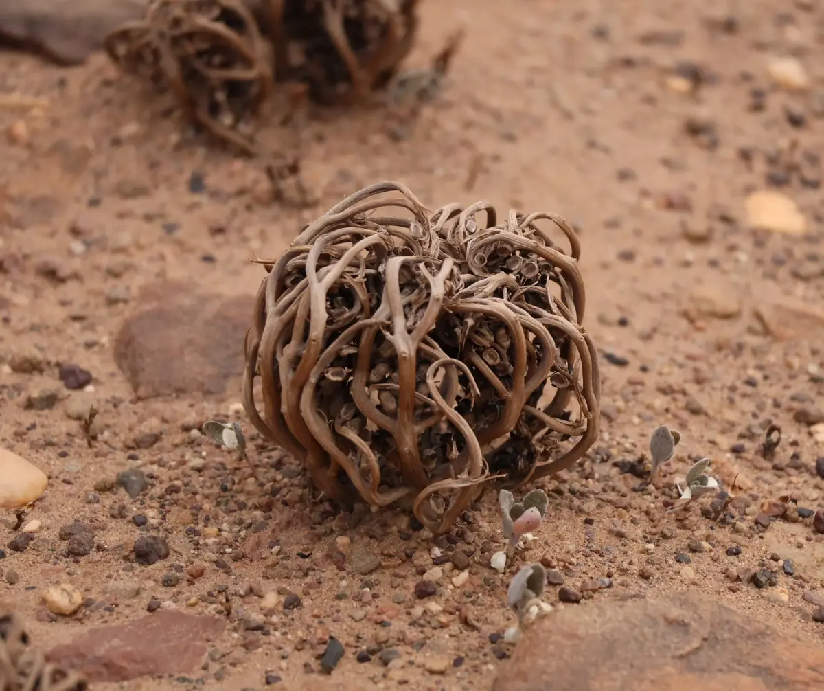 Dry desert plant curled into a ball on gravel in the Moroccan Sahara