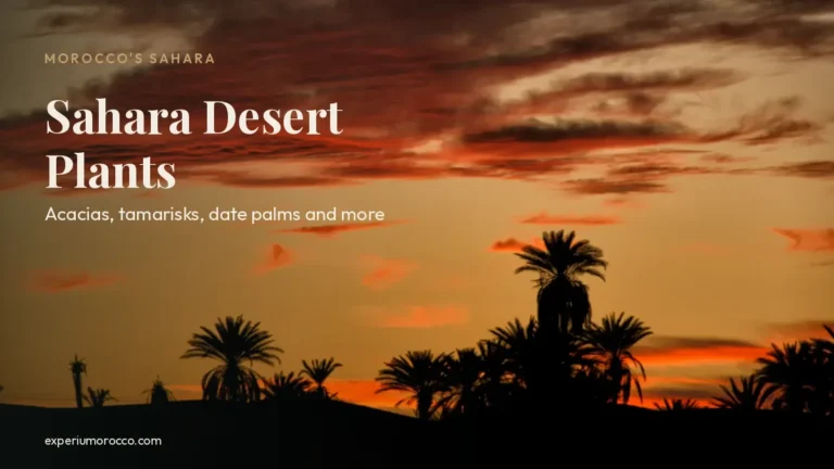 Date palm silhouettes against a red sunset in the Sahara Desert, Morocco
