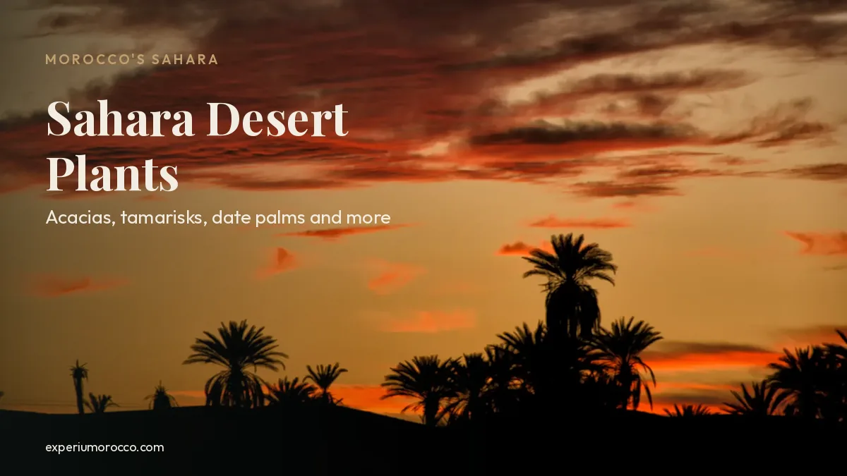 Date palm silhouettes against a red sunset in the Sahara Desert, Morocco