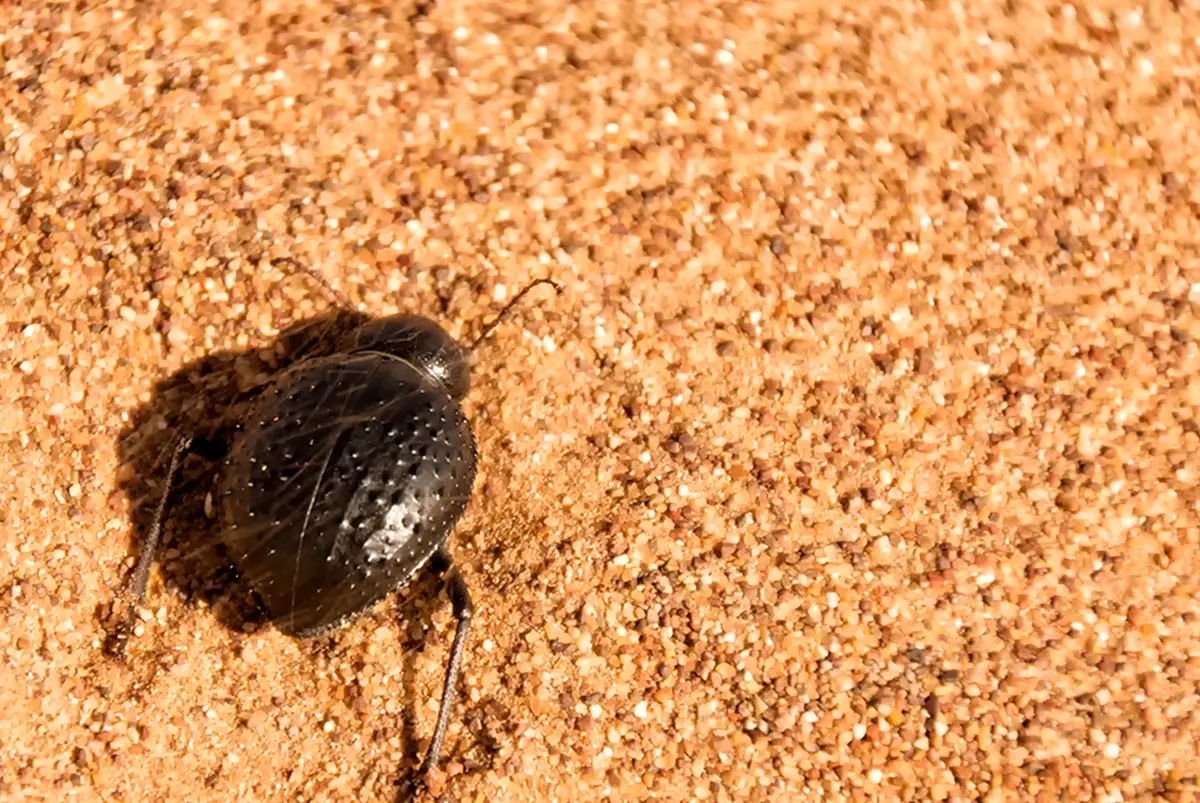 Scarabée ténébrionidé noir marchant sur le sable d'une dune au Maroc