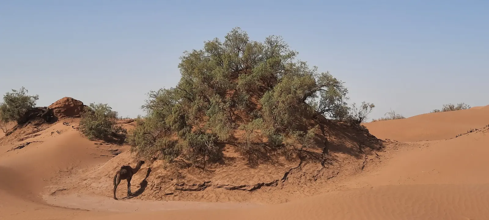 Tamaris formant une butte de sable dans les dunes, avec un dromadaire à l'ombre, désert marocain
