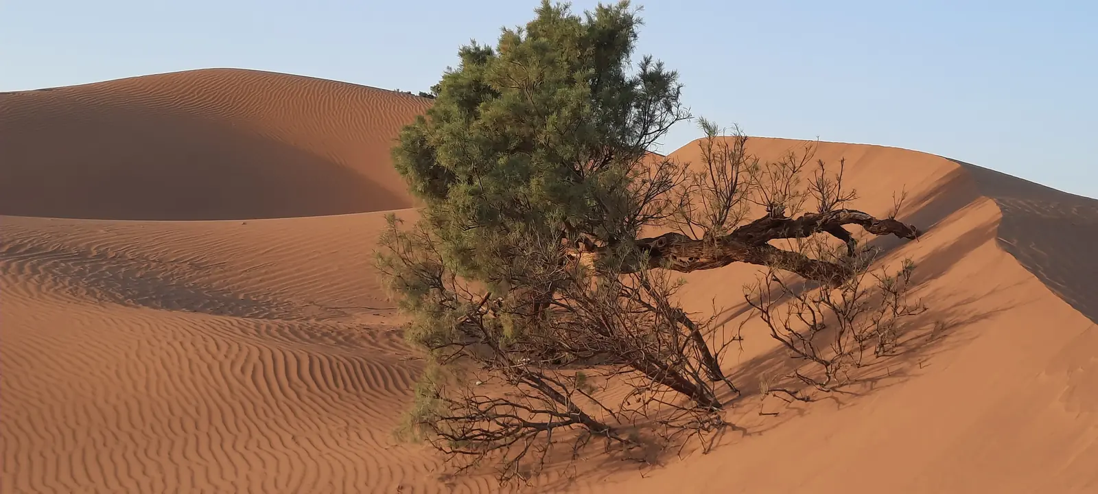 Tamarisk tree half buried in a sand dune in the Moroccan Sahara