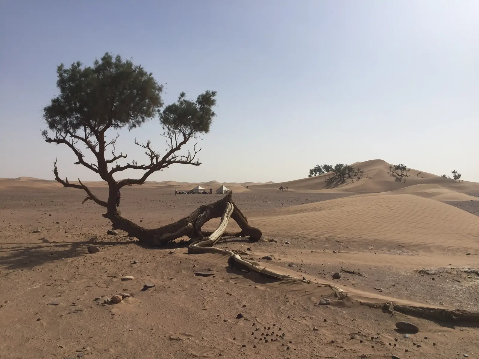 Árbol de tronco retorcido en el desierto de Marruecos, con un vivac y dromedarios al fondo