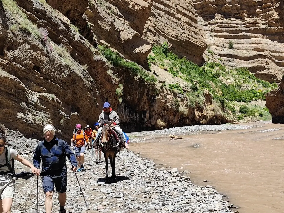 Randonneurs avec sac de journée et muletier avec sa mule marchant le long d'une rivière dans des gorges au Maroc