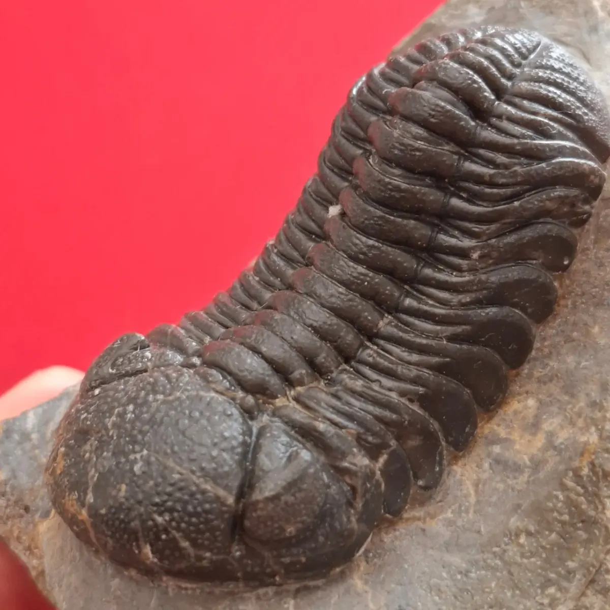 Trilobite fossile du Maroc dégagé en relief sur sa roche, yeux et segments du corps visibles