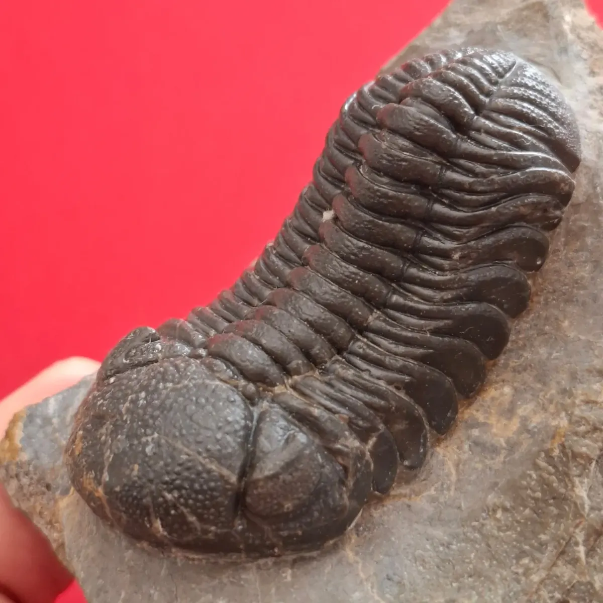 Trilobites fósil de Marruecos preparado en relieve sobre su roca, con los ojos y los segmentos del cuerpo visibles