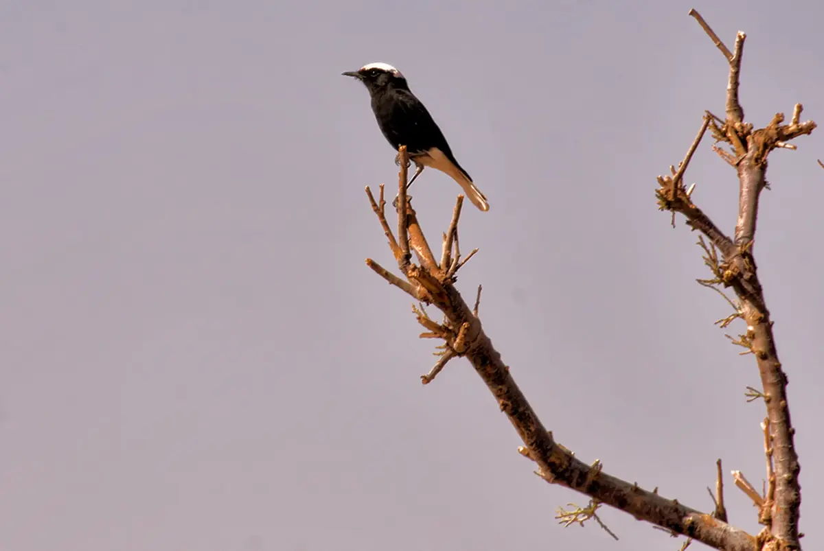 White-crowned wheatear (Oenanthe leucopyga) perched on a bare branch in the Sahara