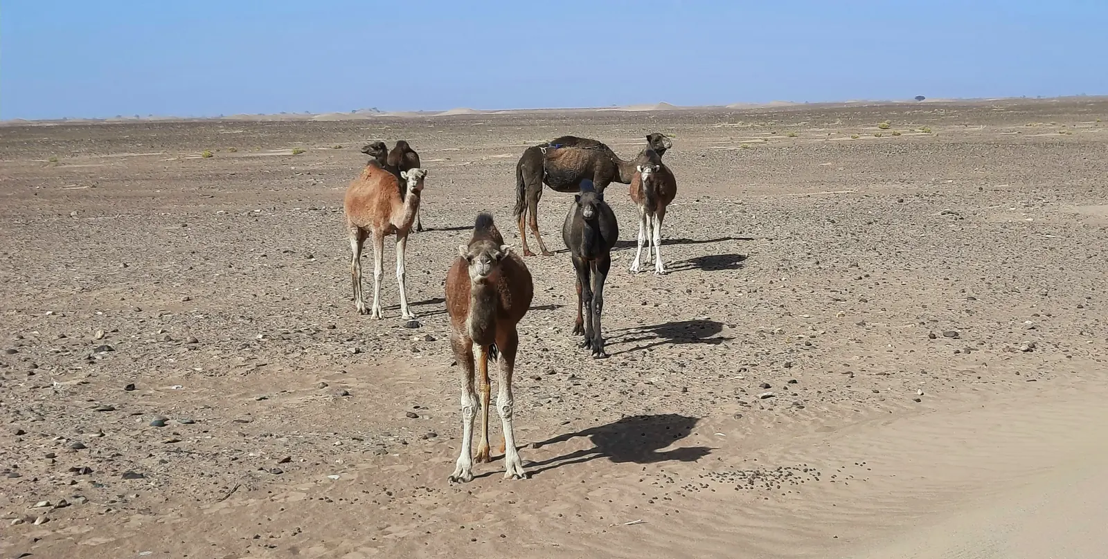Young dromedary camels standing on a stony desert plain in Morocco